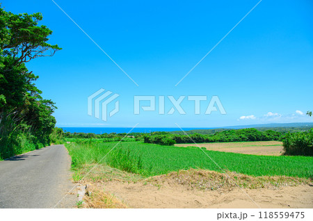 鹿児島 種子島の風景 118559475
