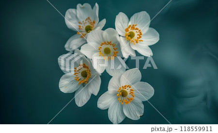 A close-up of white anemones with yellow stamens, set against a dark teal background. 118559911