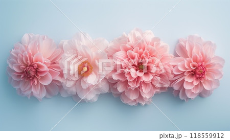 A row of four pink dahlia flowers on a pastel blue background, top view, in a minimalist style 118559912