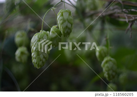 Close-up hops in nature, ingredients for beer Close-up hops in nature, ingredients for beer 118560205