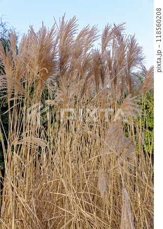 Miscanthus sinensis Yakushima Dwarf Chinese silver grass 118560208