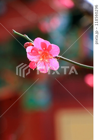 赤い梅の花 118560296