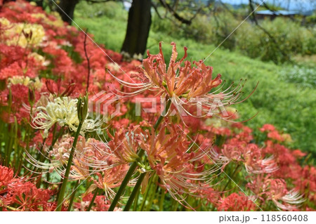 さくら堤公園の早咲きの彼岸花　埼玉 118560408