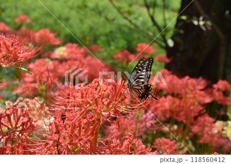 さくら堤公園の早咲きの彼岸花の蜜を吸うキアゲハ　埼玉 118560412