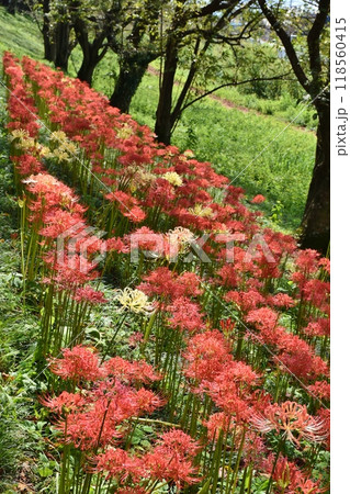 さくら堤公園の早咲きの彼岸花　埼玉 118560415