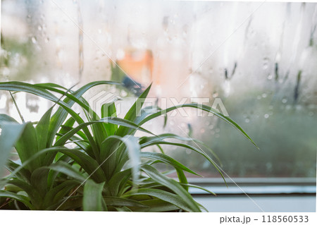 flower pot on windowsill, pineapple, anthurium, near window with moisture evaporation 118560533