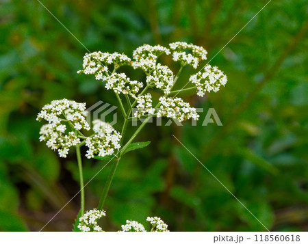 オミナエシ科オトコエシの白い花 オミナエシ科オトコエシの白い花 118560618