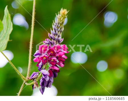 秋の七草 マメ科クズの花 秋の七草 マメ科クズの花 118560685