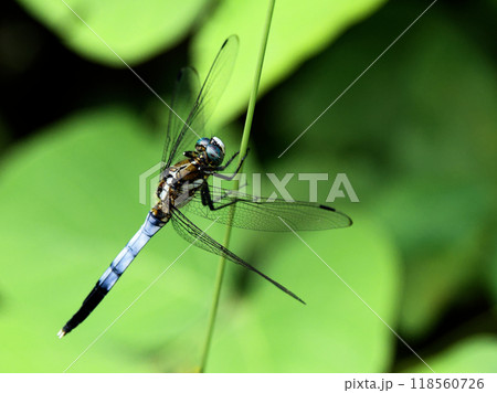 葉に止まるトンボ科シオカラトンボ♂ 118560726