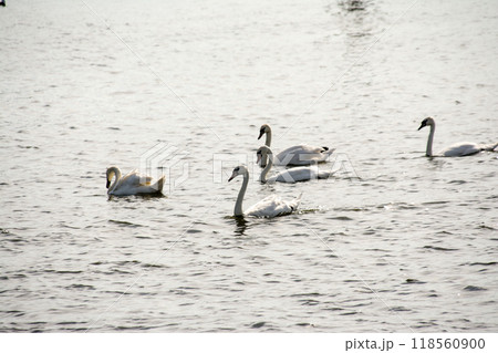 逆光でキラキラする水面を泳ぎ進む白鳥たち 南ウェールズの郊外にて 逆光でキラキラする水面を泳ぎ進む白鳥たち 南ウェールズの郊外にて 118560900