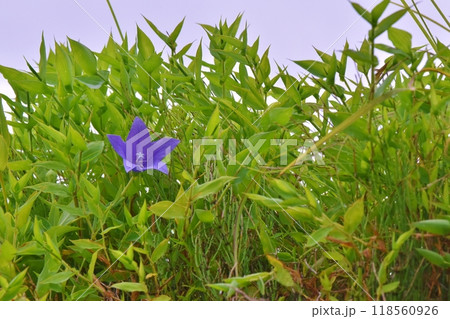 1輪の桔梗 118560926