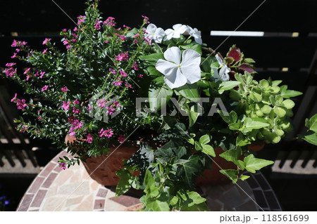 ニチニチソウとクフェアの寄せ植え 118561699