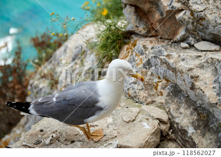 Nature's Sentinel Vigilant Seagull Guarding Coastal Cliffs Turquoise Waters Cloudless Sky Lush Vegetation Picturesque Scenery. Coastal Biodiversity Seagull on Rocky Outcrop Overlooking Serene Ocean 118562027