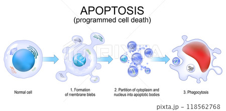 Apoptosis. Programmed cell death. 118562768