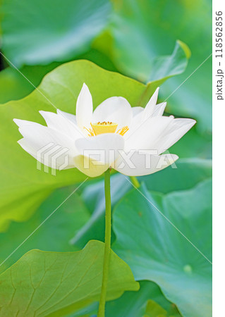 家の周りの草花　四季の色々　初夏　美しい白い大輪のハスの花咲いていますの花 118562856