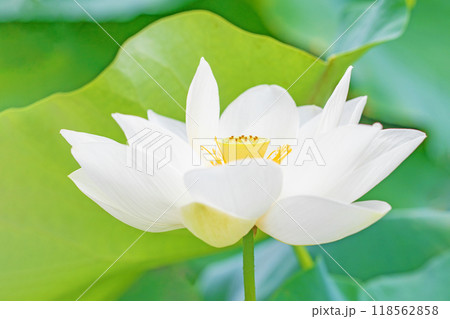 家の周りの草花　四季の色々　初夏　美しい白い大輪のハスの花咲いていますの花 118562858
