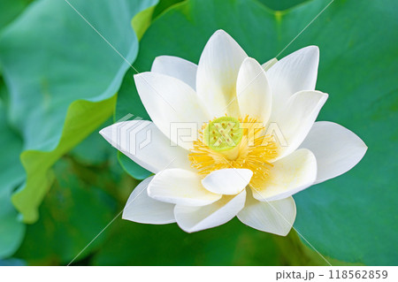 家の周りの草花　四季の色々　初夏　美しい白い大輪のハスの花咲いていますの花 118562859