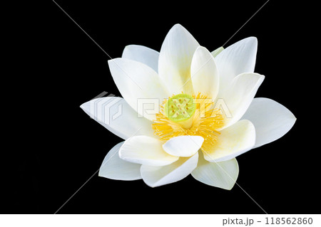 家の周りの草花 四季の色々 初夏 美しい白い大輪のハスの花咲いていますの花 家の周りの草花 四季の色々 初夏 美しい白い大輪のハスの花咲いていますの花 118562860