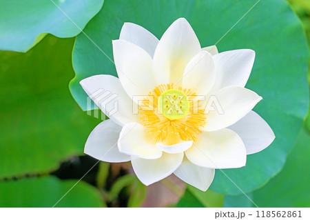 家の周りの草花 四季の色々 初夏 美しい白い大輪のハスの花咲いていますの花 家の周りの草花 四季の色々 初夏 美しい白い大輪のハスの花咲いていますの花 118562861