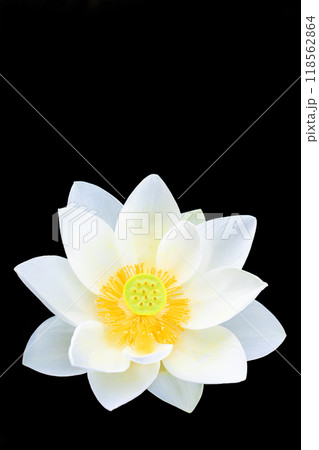 家の周りの草花 四季の色々 初夏 美しい白い大輪のハスの花咲いていますの花 家の周りの草花 四季の色々 初夏 美しい白い大輪のハスの花咲いていますの花 118562864