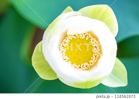 家の周りの草花　四季の色々　初夏　美しい白い大輪のハスの花咲いていますの花 118562873