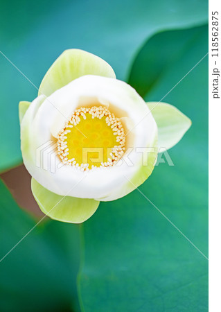 家の周りの草花　四季の色々　初夏　美しい白い大輪のハスの花咲いていますの花 118562875