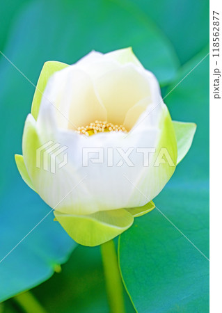 家の周りの草花 四季の色々 初夏 美しい白い大輪のハスの花咲いていますの花 家の周りの草花 四季の色々 初夏 美しい白い大輪のハスの花咲いていますの花 118562877