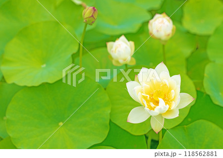 家の周りの草花 四季の色々 初夏 美しい白い大輪のハスの花咲いていますの花 家の周りの草花 四季の色々 初夏 美しい白い大輪のハスの花咲いていますの花 118562881