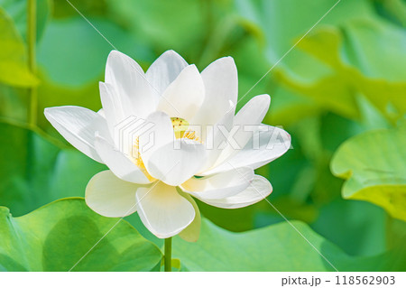 家の周りの草花　四季の色々　初夏　美しい白い大輪のハスの花咲いていますの花 118562903