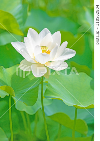 家の周りの草花　四季の色々　初夏　美しい白い大輪のハスの花咲いていますの花 118562904