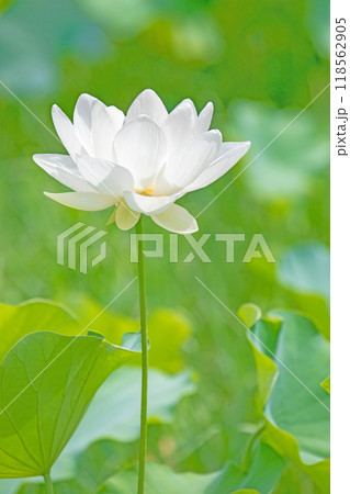 家の周りの草花　四季の色々　初夏　美しい白い大輪のハスの花咲いていますの花 118562905