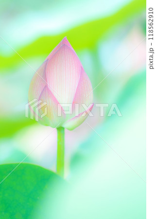 家の周りの草花　四季の色々　初夏　美しいピンクの大輪の花　ハスの花が咲はじめています　 118562910