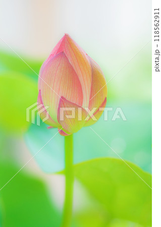 家の周りの草花　四季の色々　初夏　美しいピンクの大輪の花　ハスの花が咲はじめています　 118562911