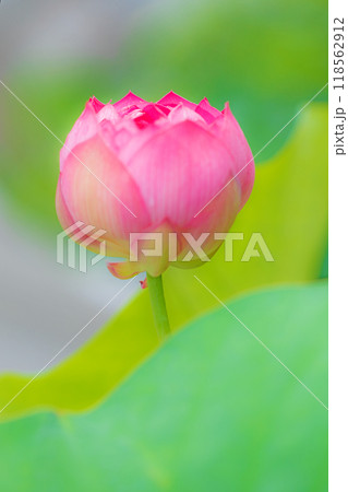 家の周りの草花 四季の色々 初夏 美しいピンクの大輪の花 ハスの花が咲はじめています 家の周りの草花 四季の色々 初夏 美しいピンクの大輪の花 ハスの花が咲はじめています 118562912