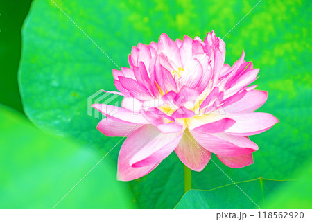 家の周りの草花　四季の色々　初夏　美しいピンクの大輪の花　ハスの花が咲はじめています 118562920