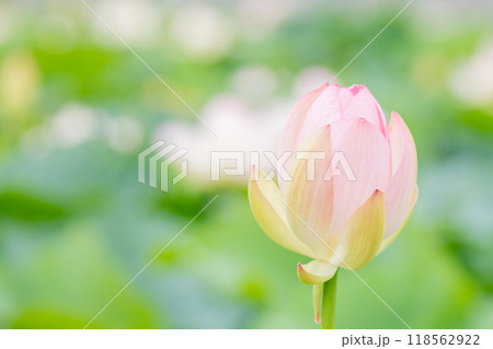 家の周りの草花　四季の色々　初夏　美しいピンクの大輪の花　ハスの花が咲はじめています 118562922