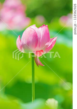 家の周りの草花　四季の色々　初夏　美しいピンクの大輪の花　ハスの花が咲はじめています 118562926