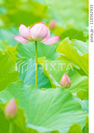 家の周りの草花 四季の色々 初夏 美しいピンクの大輪の花 ハスの花が咲はじめています 家の周りの草花 四季の色々 初夏 美しいピンクの大輪の花 ハスの花が咲はじめています 118562935