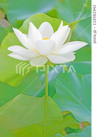 家の周りの草花 四季の色々 初夏 美しい白い大輪のハスの花咲いていますの花 家の周りの草花 四季の色々 初夏 美しい白い大輪のハスの花咲いていますの花 118562942