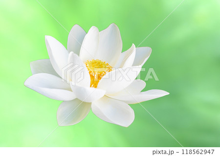 家の周りの草花 四季の色々 初夏 美しい白い大輪のハスの花咲いていますの花 家の周りの草花 四季の色々 初夏 美しい白い大輪のハスの花咲いていますの花 118562947