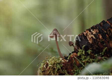 Two small gray inedible mushrooms on a stump in the summer forest 118563046