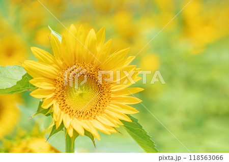 家の周りの草花　四季の色々　初夏の花畑に大輪のヒマワリの花が咲きました 118563066