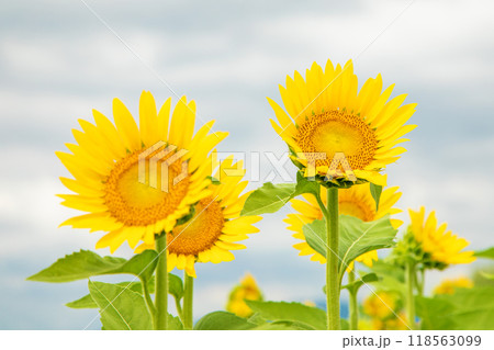 家の周りの草花　四季の色々　初夏の花畑に大輪のヒマワリの花が咲きました 118563099