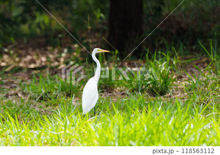 Egret bird. Wetland wading birds. Egret bird. Wetland wading birds. 118563112