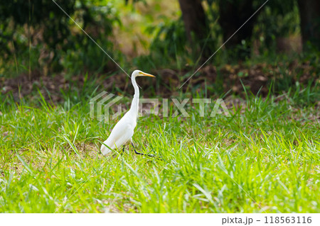 Egret bird. Wetland wading birds. Egret bird. Wetland wading birds. 118563116
