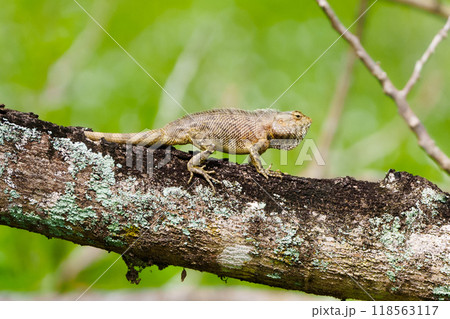 Lizard in tropical forest. Lizard in tropical forest. 118563117