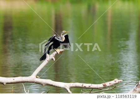 Purple heron bird. Wetland wading birds. 118563119