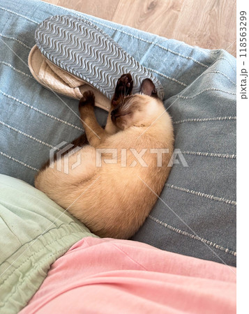 A small Siamese kitten sleeps in knitted balls of skeins of threads on a blue plaid. High quality photo 118563299