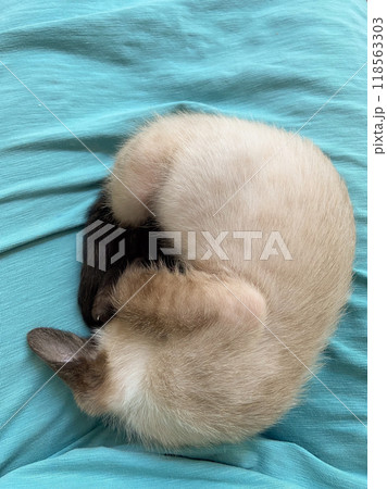 A small Siamese kitten sleeps in knitted balls of skeins of threads on a blue plaid. High quality photo A small Siamese kitten sleeps in knitted balls of skeins of threads on a blue plaid. High quality photo 118563303