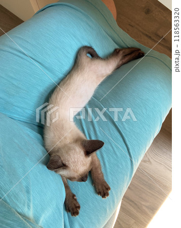 A small Siamese kitten sleeps in knitted balls of skeins of threads on a blue plaid. High quality photo 118563320